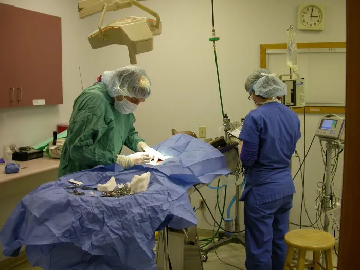 VCA All About Pets Animal Hospital Picture 4