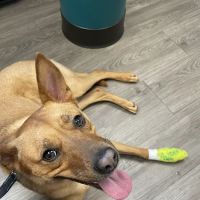 Golden Valley Animal Hospital ico