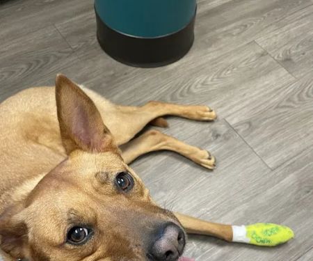 Golden Valley Animal Hospital