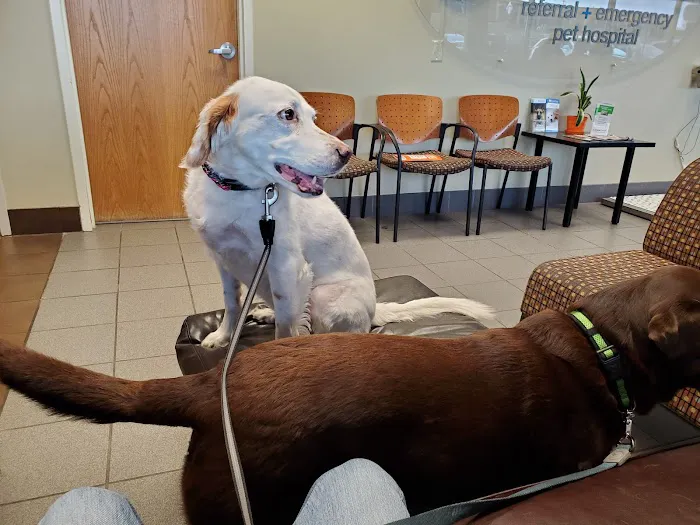 BluePearl Pet Hospital Picture 10