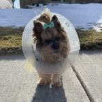 Veterinary Ophthalmology Specialty Practice