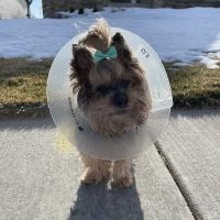 Veterinary Ophthalmology Specialty Practice ico
