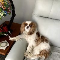 CVCA Cardiac Care for Pets ico