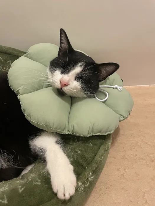 CVCA Cardiac Care for Pets Picture 5