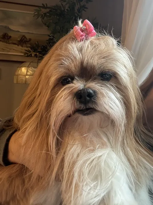 CVCA Cardiac Care for Pets Picture 6