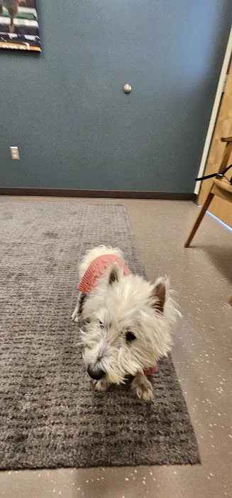 CVCA Cardiac Care for Pets Picture 9