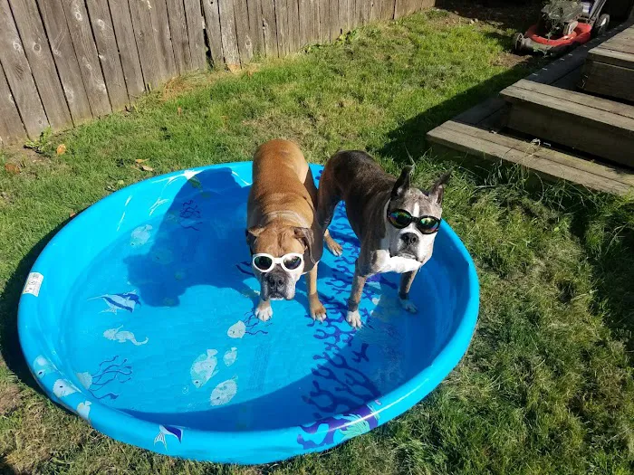 CVCA Cardiac Care for Pets Picture 8