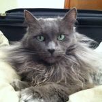 Forest Heights Veterinary Clinic