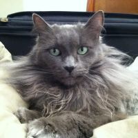 Forest Heights Veterinary Clinic ico