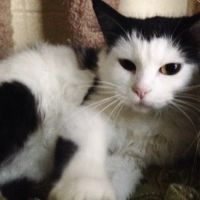 Forest Heights Vet Clinic: Tracy Mento, DVM ico