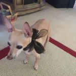 Banfield Pet Hospital