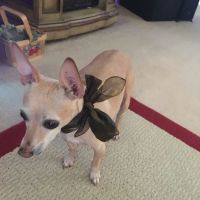 Banfield Pet Hospital ico