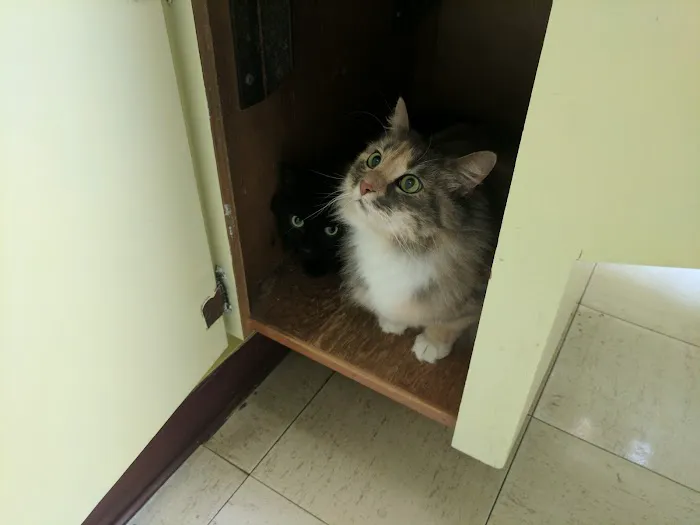 Lombard Animal Hospital Picture 3