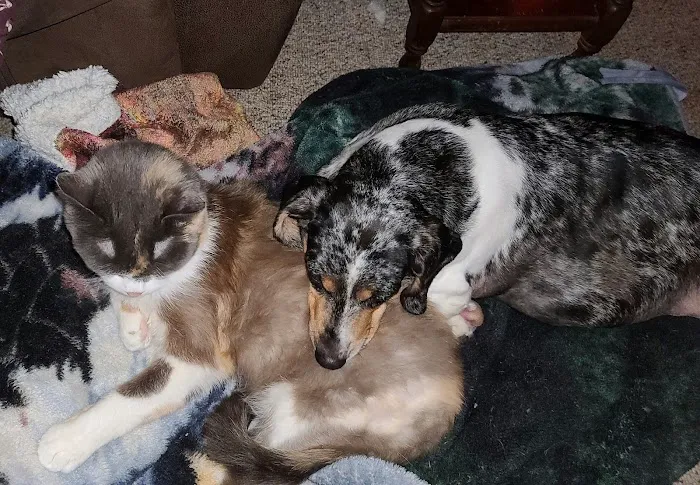 Lombard Animal Hospital Picture 2