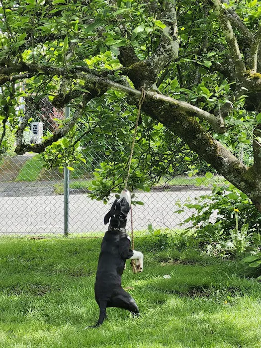 Lombard Animal Hospital Picture 6