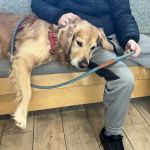 North Portland Veterinary Hospital: Fletcher Chris DVM