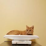 Gabriel Park Veterinary Clinic