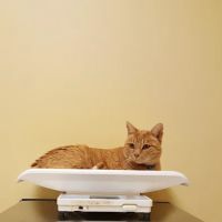 Gabriel Park Veterinary Clinic ico