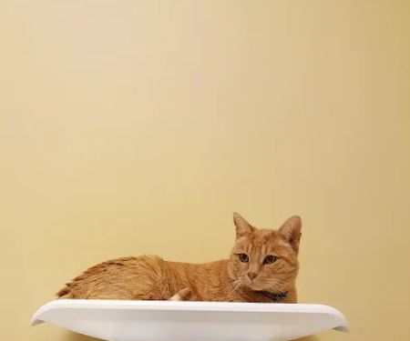 Gabriel Park Veterinary Clinic
