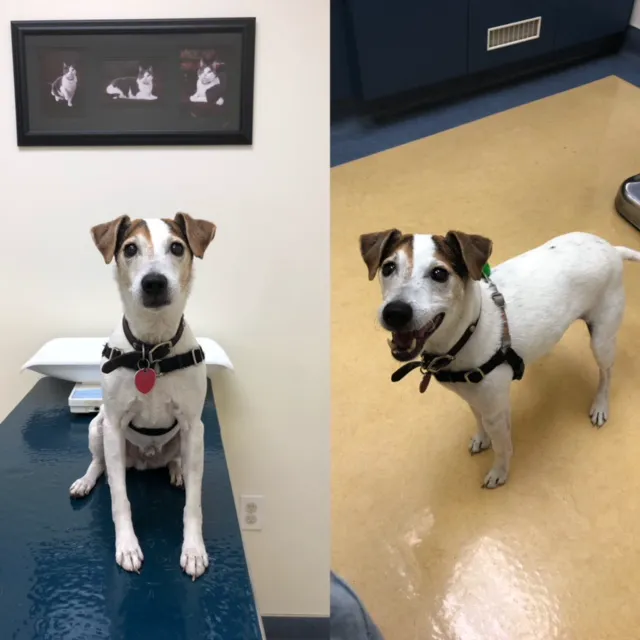Gabriel Park Veterinary Clinic Picture 5