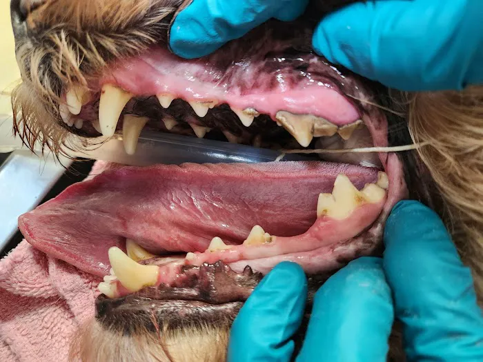 Gabriel Park Veterinary Clinic Picture 9