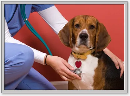 Good Neighbor Vet Picture 4