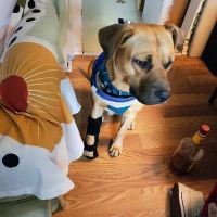 Therapy Gone To Dogs ico