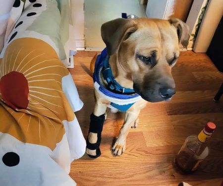 Therapy Gone To Dogs