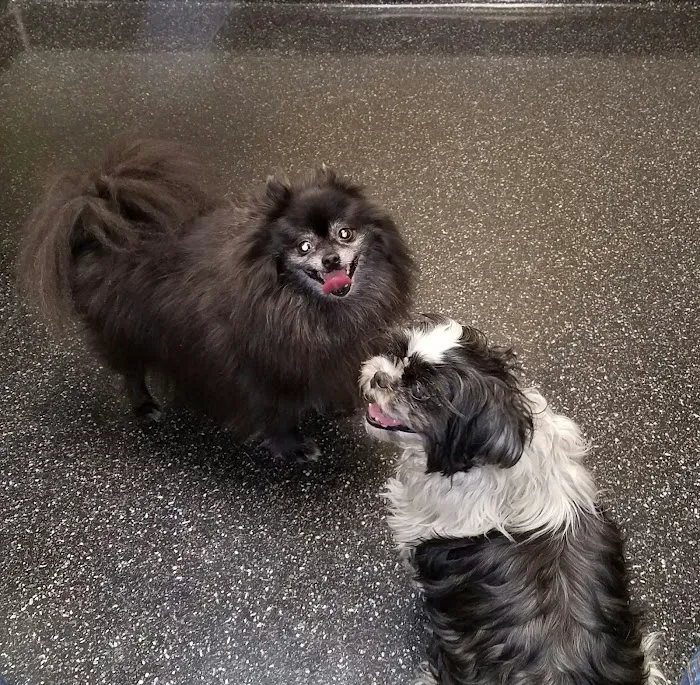 VCA Raleigh Hills Animal Hospital Picture 3