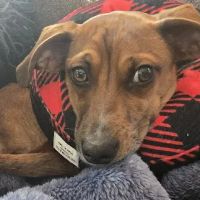 Pacific Veterinary Hospital ico