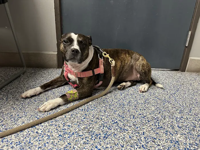 Pacific Veterinary Hospital Picture 2