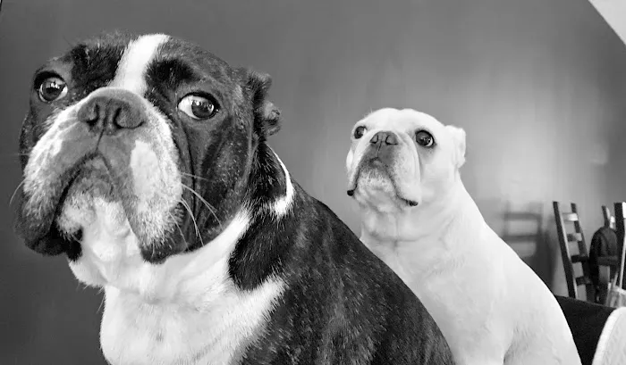 Pacific Veterinary Hospital Picture 7