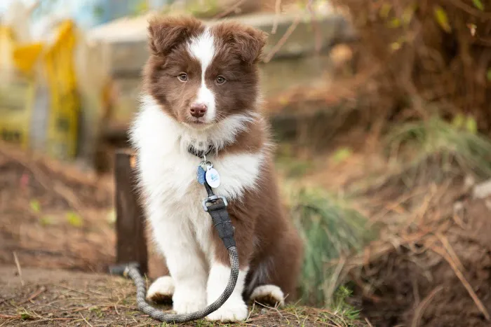 Pacific Veterinary Hospital Picture 9
