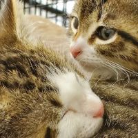 Vista Pet Hospital ico