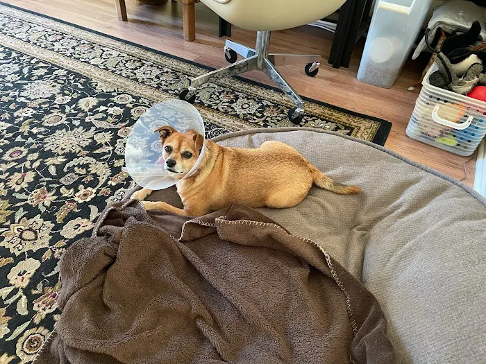 Vista Pet Hospital Picture 6