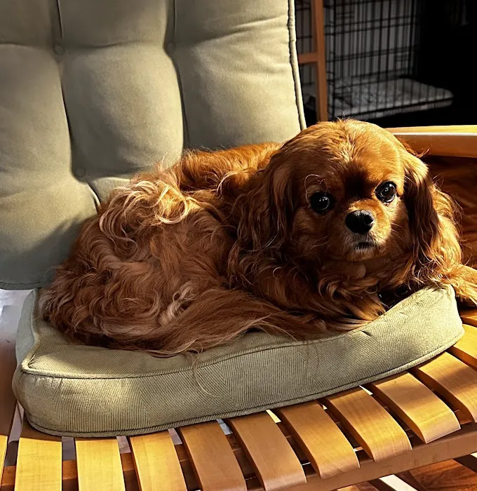 CVCA Cardiac Care for Pets Picture 2