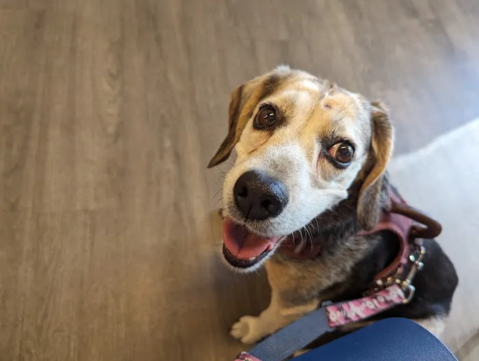 CVCA Cardiac Care for Pets Picture 1