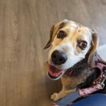 CVCA Cardiac Care for Pets