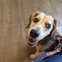 CVCA Cardiac Care for Pets ico