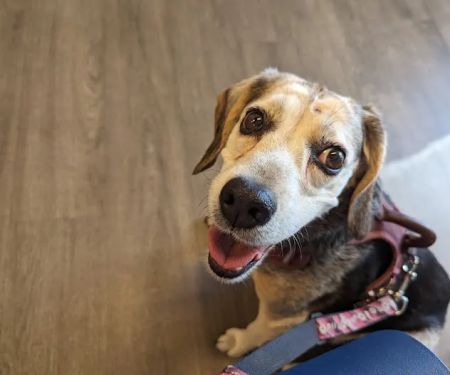 CVCA Cardiac Care for Pets