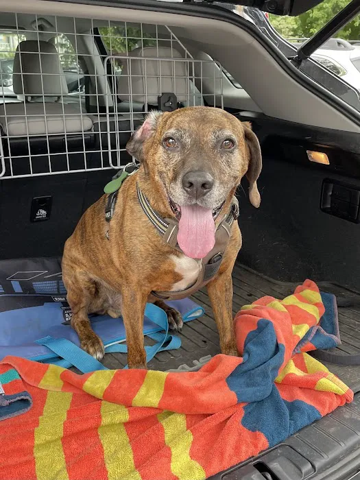 CVCA Cardiac Care for Pets Picture 5