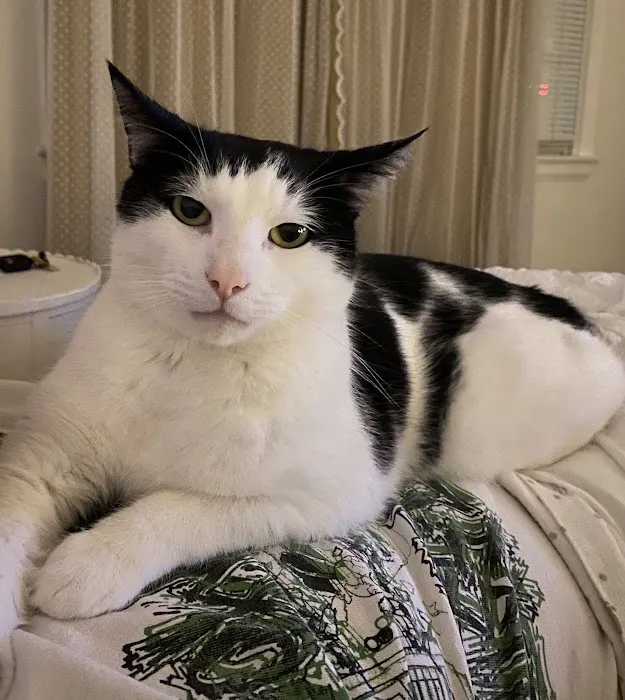 CVCA Cardiac Care for Pets Picture 7