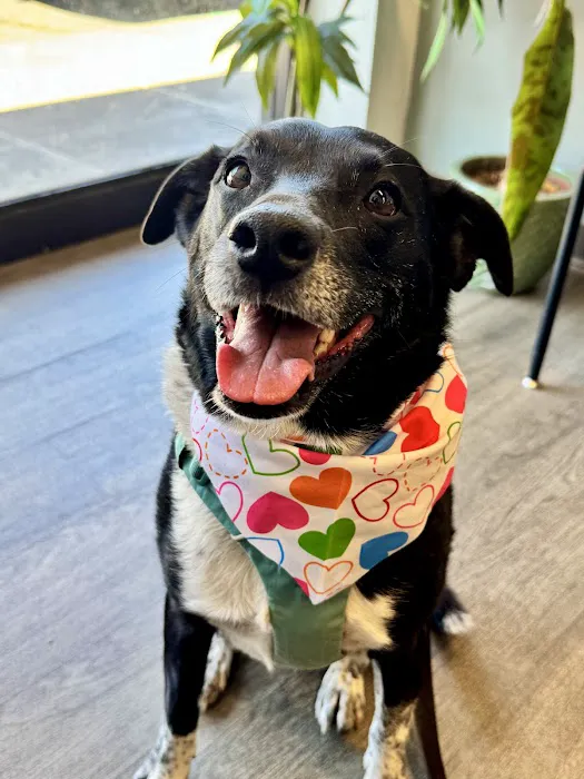 CVCA Cardiac Care for Pets Picture 6