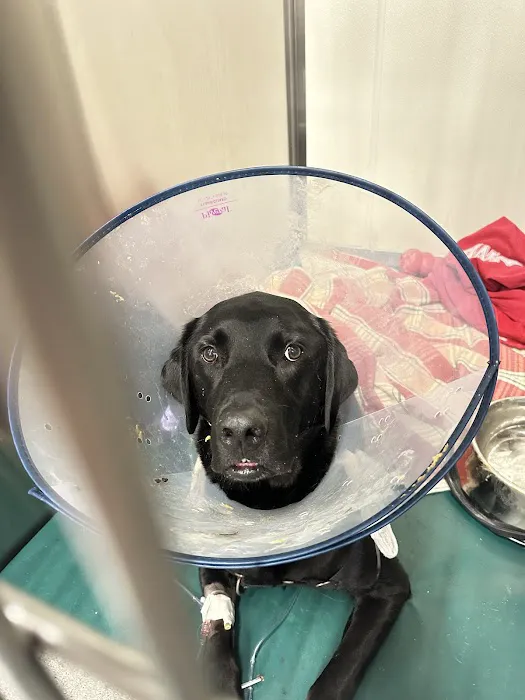 BluePearl Pet Hospital Picture 1