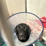 BluePearl Pet Hospital