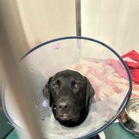 BluePearl Pet Hospital ico