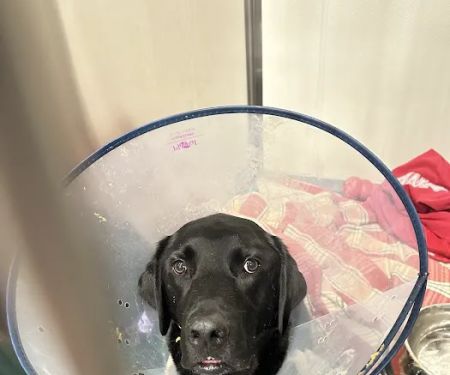 BluePearl Pet Hospital