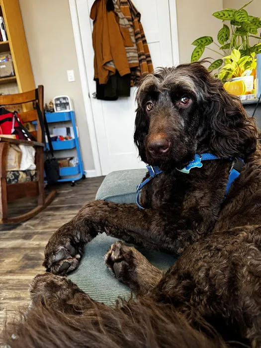BluePearl Pet Hospital Picture 6
