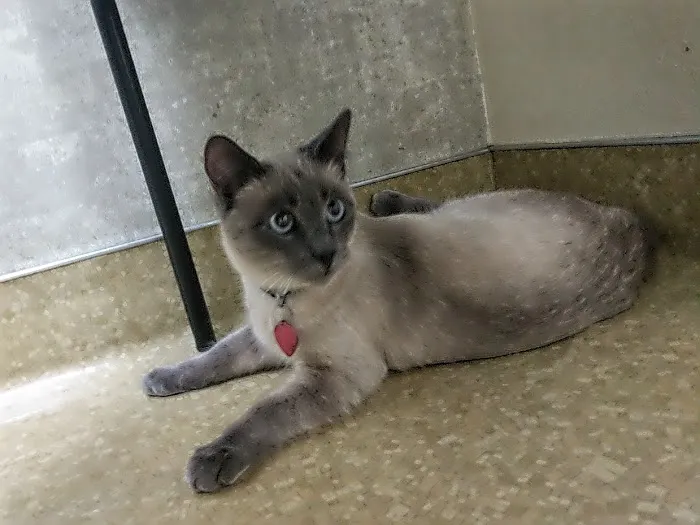 Fremont Veterinary Clinic Picture 5