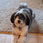 Vetco Vaccination Clinic